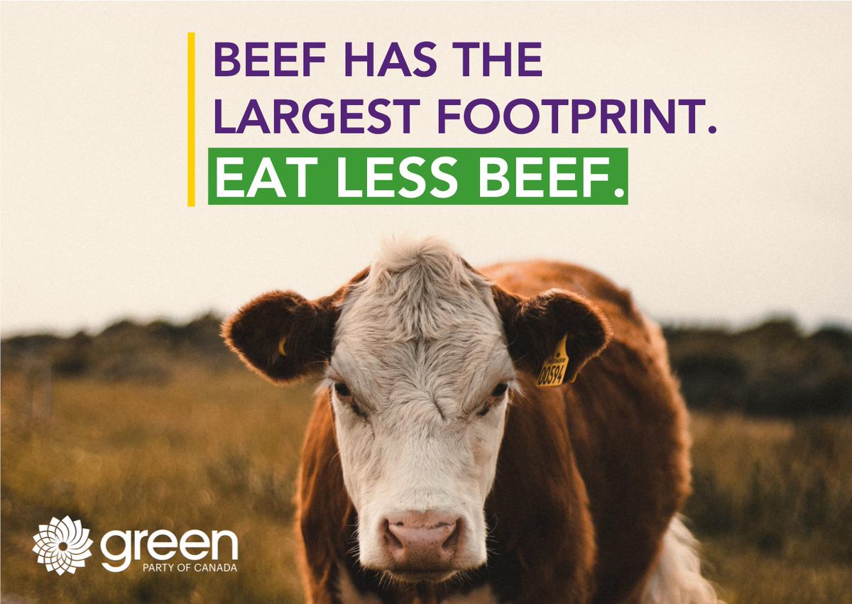 RiverbendGPC's tweet image. Beef has the largest carbon footprint of all foods. 

#TipTuesday : Eat less beef.

#valeriekennedy #eatlessbeef
#greenpartyofcanada #greenparty #gpc #climatecrisis
#itsourvote #cdnpoll #elxn43 #riverbend
#edmonton #yeg #alberta #canada