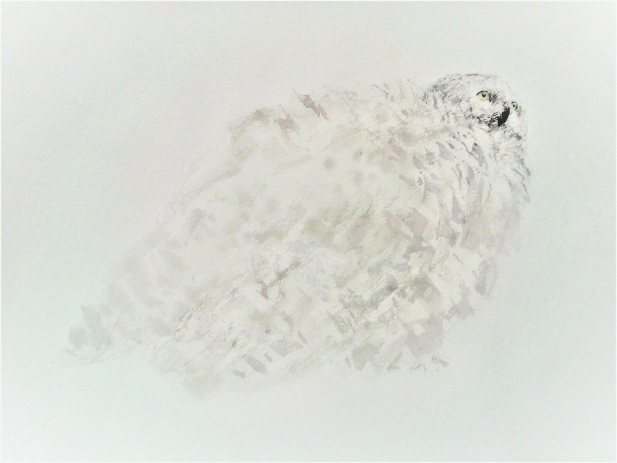 動物絵描きの 髙橋英雄です على تويتر シロフクロウ 羽をブワサっと膨らませます 生き物 たちの羽や毛で 白と云われる色も 人の目からは 白には映りません 動物たちの体のおうとつの陰や ほんのりと茶色味がかる白に映ります 自然下では 白い生き物たちを