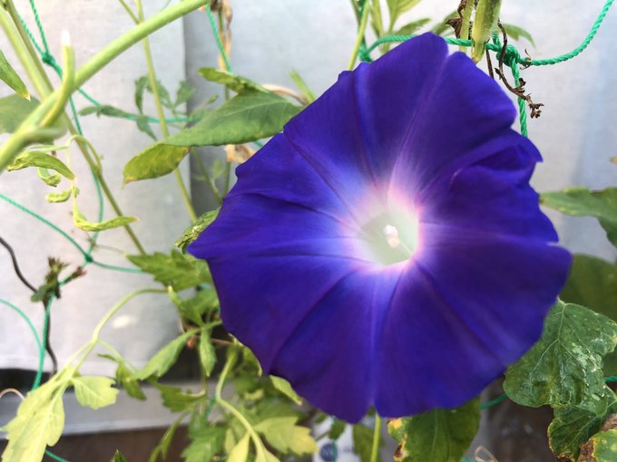 夕顔のtwitterイラスト検索結果 古い順