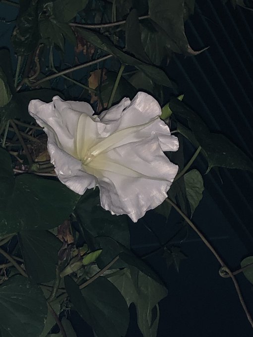 夕顔のtwitterイラスト検索結果 古い順