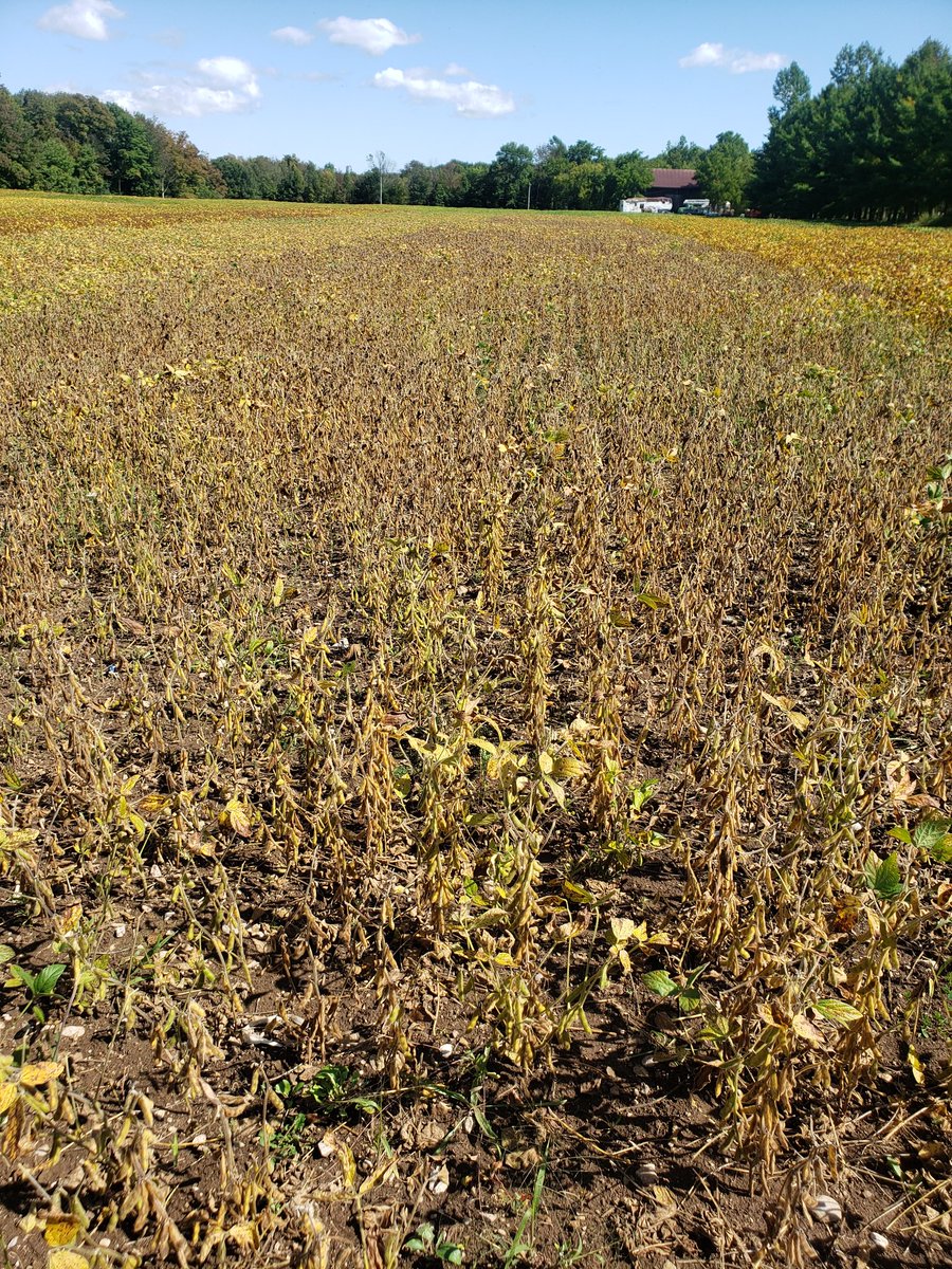 Hammerdownbrow1's tweet photo. Plot project is rolling along. #beans19 @PLeifso @brandonjohngill https://t.co/a2zwRmrXqP