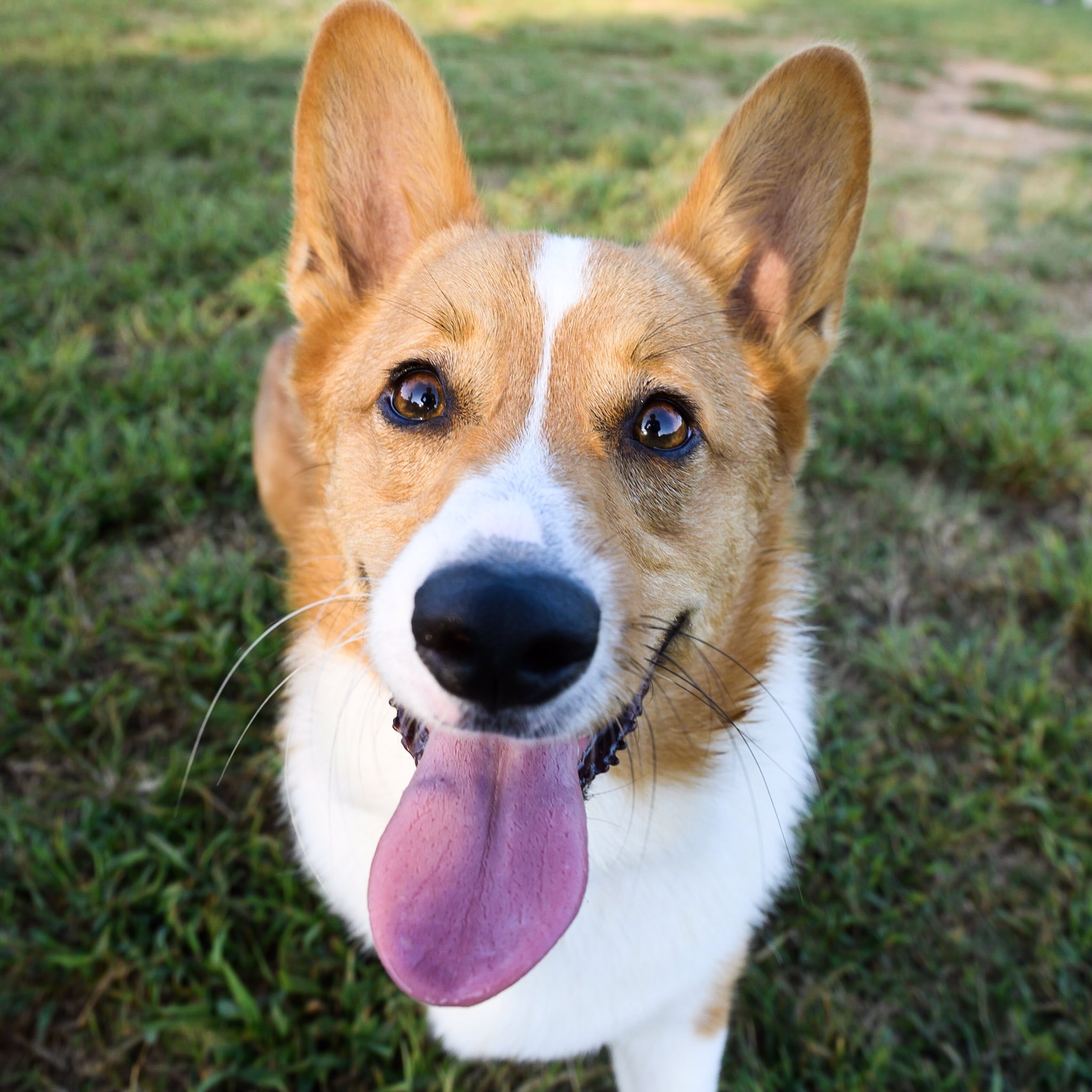 Louie Corgi