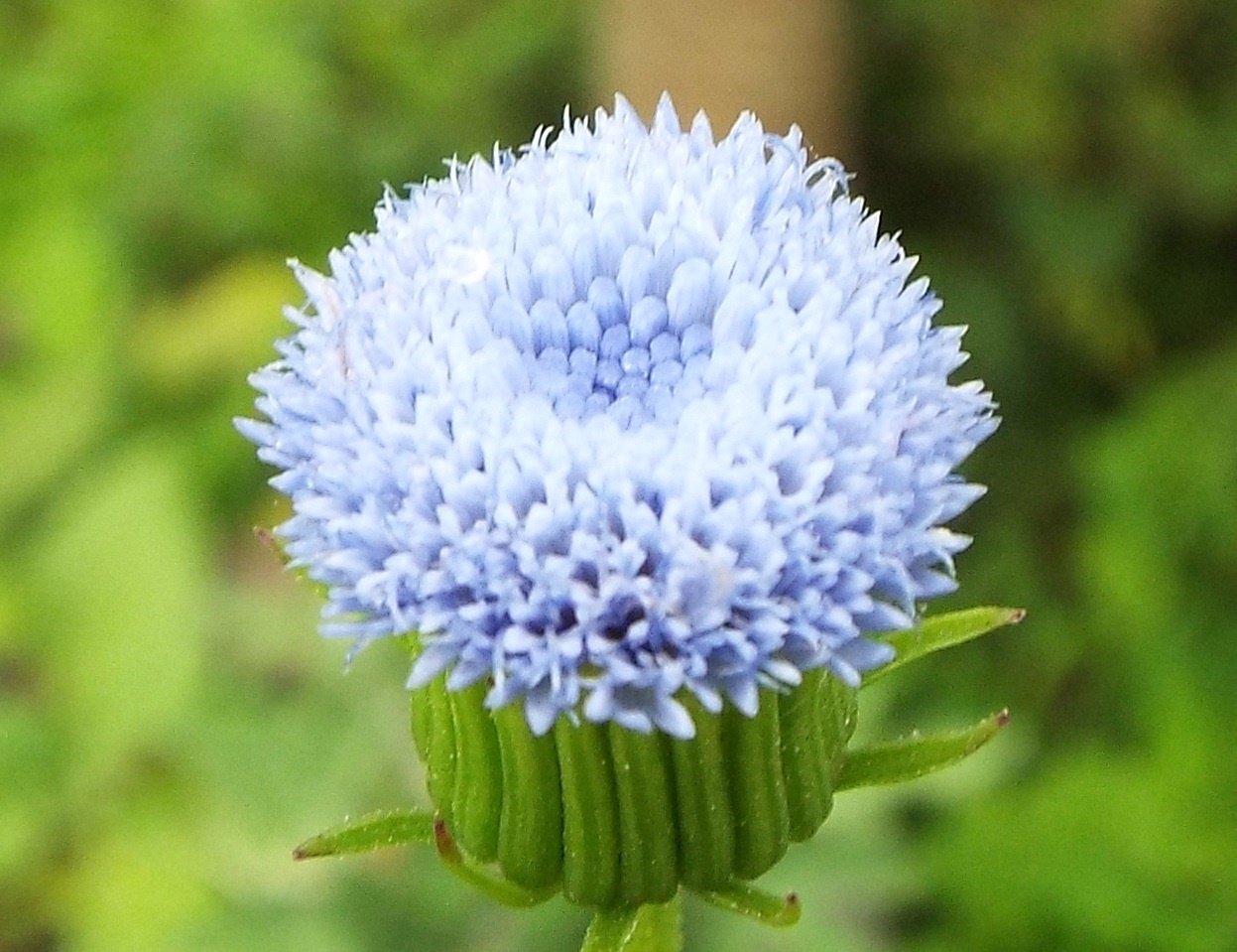 いりちゃん 花と月に魅せられて きょう9月18日の誕生花 カカリア この花は キク科エミリア属の春まき一年草 別名 エフデギク 絵筆菊 原産地 東部インド 花言葉 秘めたる恋 技芸 控えめ 戦い など T Co Aulhlxpmhb Twitter