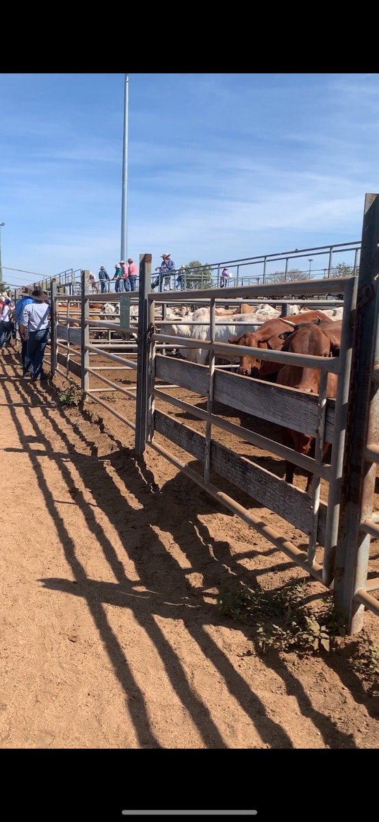 Fantastic morning at the Charters Towers Cattle Sales with <a href="/russcampbell01/">Russell Campbell</a> #agribusiness #anz