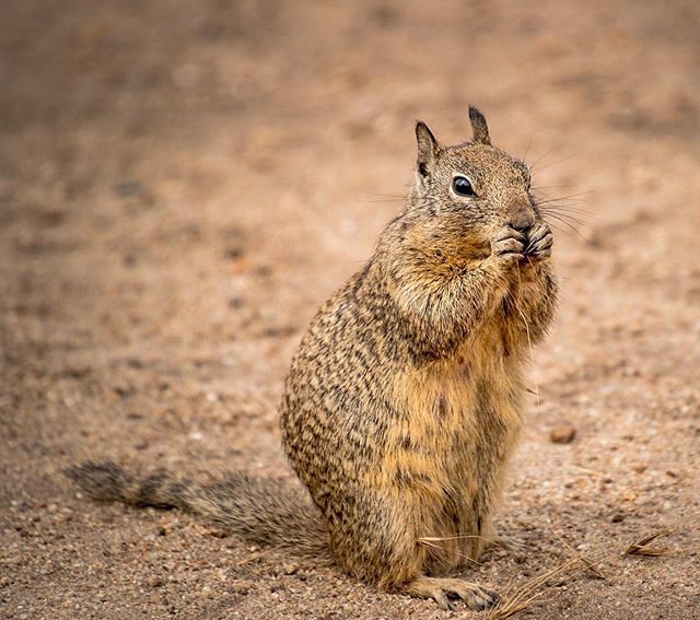 R_Avanse's tweet photo. Squirrel 🐿
.
.
.
.
.
#ravansephoto #photooftheday #animals #animalpicture #squirrel #wildlife #wildphotography #explore_wildlife_ #picoftheday #nature #natgeo #travelphotography #nikon #macro #d5600 #animal https://t.co/wRrZSSIHhA https://t.co/2DE4IcMFSO