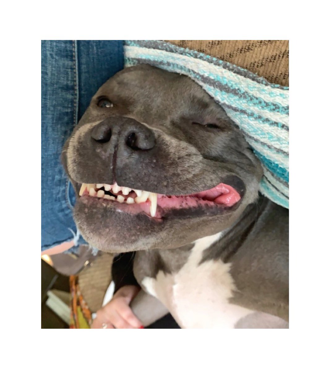 sgunncash's tweet photo. Belly rubs makes me smile 🤪 https://t.co/zGGTtiiuWe