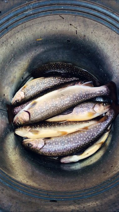 イワナのtwitterイラスト検索結果 古い順