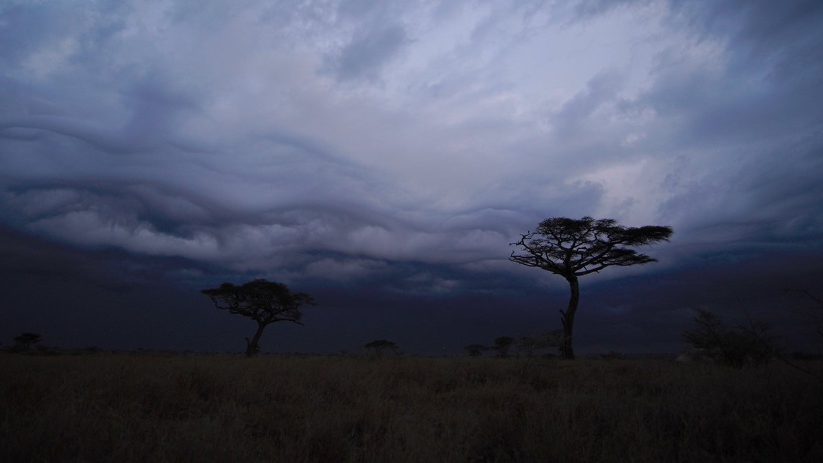 If #VanGogh did #thestarrynight in #Tanzania 
#asiliaafrica #namiriplains 
#NoRainNoRainbows

#clouds #sky #nature #storm #landscape #travel #naturephotography #weather #photography #rain #brewing #beauty #africa #safari #acacia #tree #evening #sunset #goodnight #timeforbed