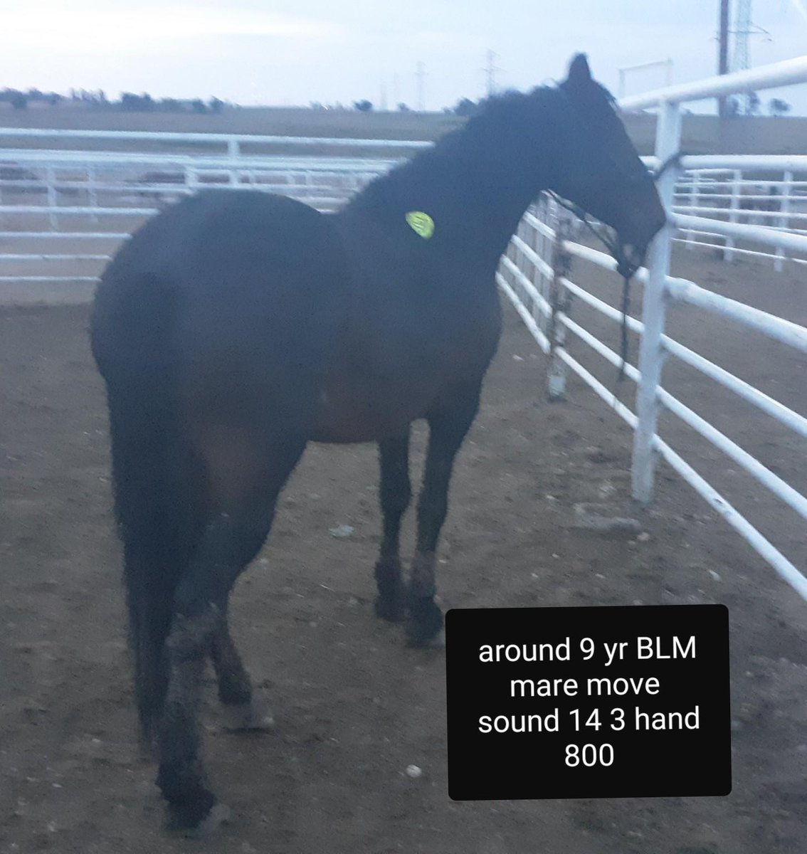moodysally1's tweet photo. 🔽ENDLESS Supply BLM🐎🐎Mustangs KillPens #UnitedStates from Unnecessary🤬Inhumane ROUNDUPS😱by #BLM on #PublicLands #Oklahoma #Tennessee #Colorado #Texas #PA 1000s DIRECT SHIP 2 🤬😱#HorseSlaughter @MaeMustang Will fundraise 4 1/2 bail if pd HomeOffer Ships 9-22 #StopTheRoundups https://t.co/0SWo8PpRJU