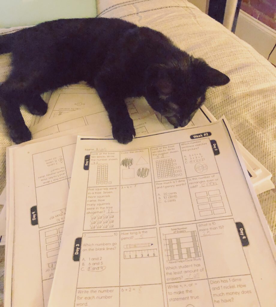 mrs_floum's tweet photo. “Oh, these papers aren’t a toy for me to play with?!” 😹🤦🏼‍♀️ #teacherspet #meetChip https://t.co/ffl68Am8DL