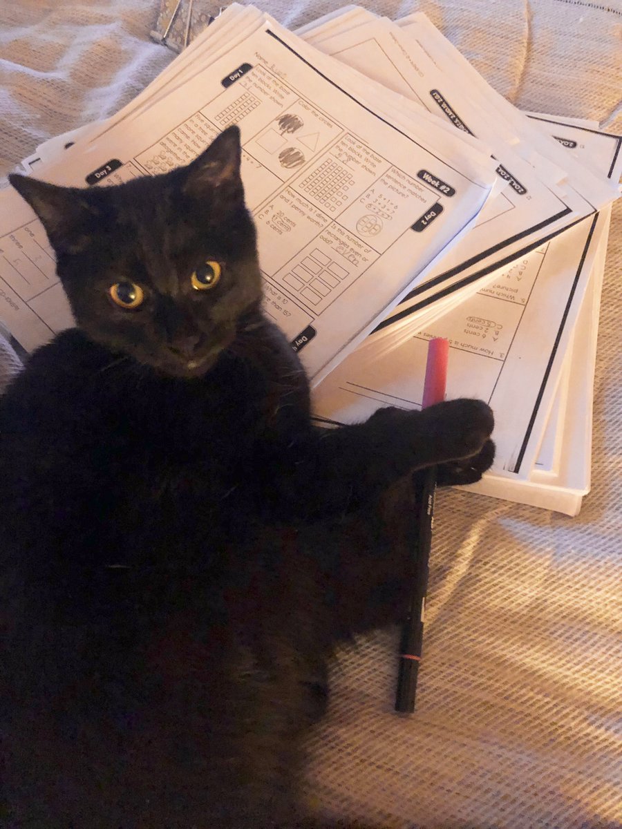 mrs_floum's tweet photo. “Oh, these papers aren’t a toy for me to play with?!” 😹🤦🏼‍♀️ #teacherspet #meetChip https://t.co/ffl68Am8DL