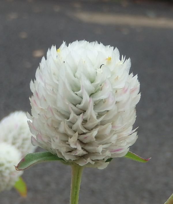 都立府中の森公園 センニチコウ この花は暑さと乾燥に強く育てやすいようです 名前の通り花期が長いです ドライフラワーにしても 色あせないのでフラワーアレンジメントの素材として人気があります サッカー場の東側に咲いています