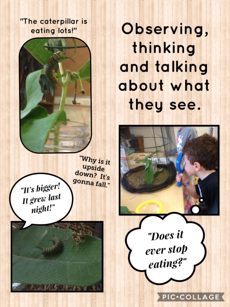 FDKSharonPS's tweet photo. Our classroom pets!  Monarch caterpillars!  
@SharonPublic https://t.co/b2kHstqdLR