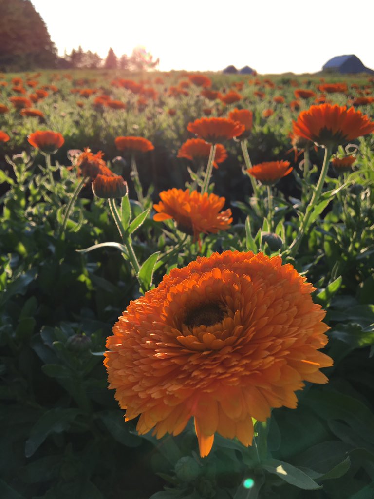 northernfield's tweet photo. @northernfield #seeingorange in #northernontario https://t.co/hX8xxofvbL