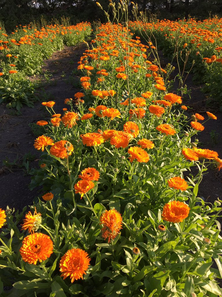 northernfield's tweet photo. @northernfield #seeingorange in #northernontario https://t.co/hX8xxofvbL