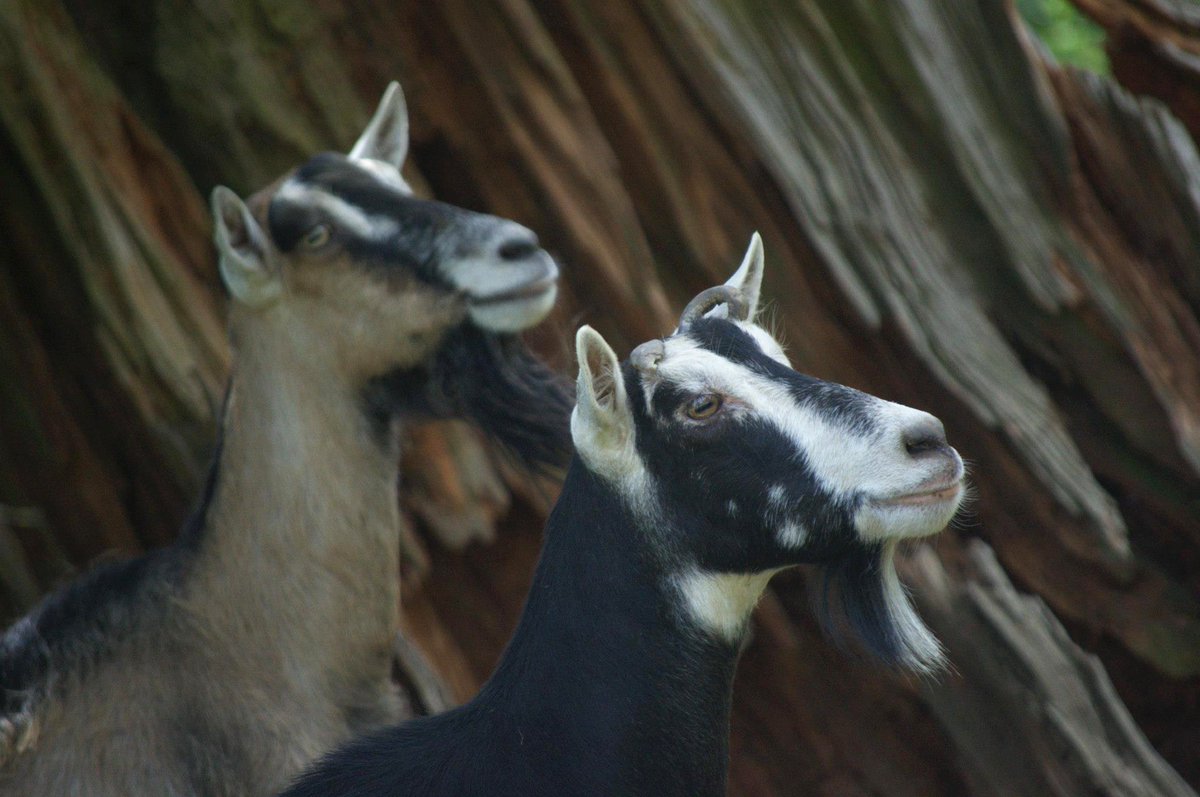 circlefarmtour's tweet photo. [Abbotsford] Goat’s Pride Dairy is a family goat farm producing goat milk, yogurt, cheese &amp; soap. They also offer chicken &amp; duck eggs, &amp; water buffalo milk, yogurt &amp; cheese.
Learn more: https://t.co/3qvmsMu7f5
Credits: Goat Pride’s Dairy on Facebook
[#CircleFarmTour] [#ExploreBC] https://t.co/DRDpm1U1bF