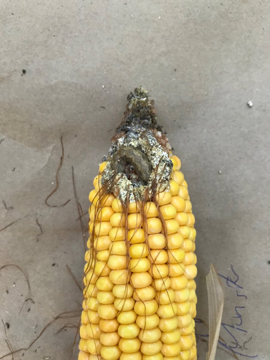 phhermans's tweet photo. Seeing some western bean cutworm damage in the Richmond Munster area in Eastern Ontario. Luckily, I would say, seeing less than 2 percent damaged cobs.  #agronomy #corn #insectdamage #WBC https://t.co/HZrwsIEkfz