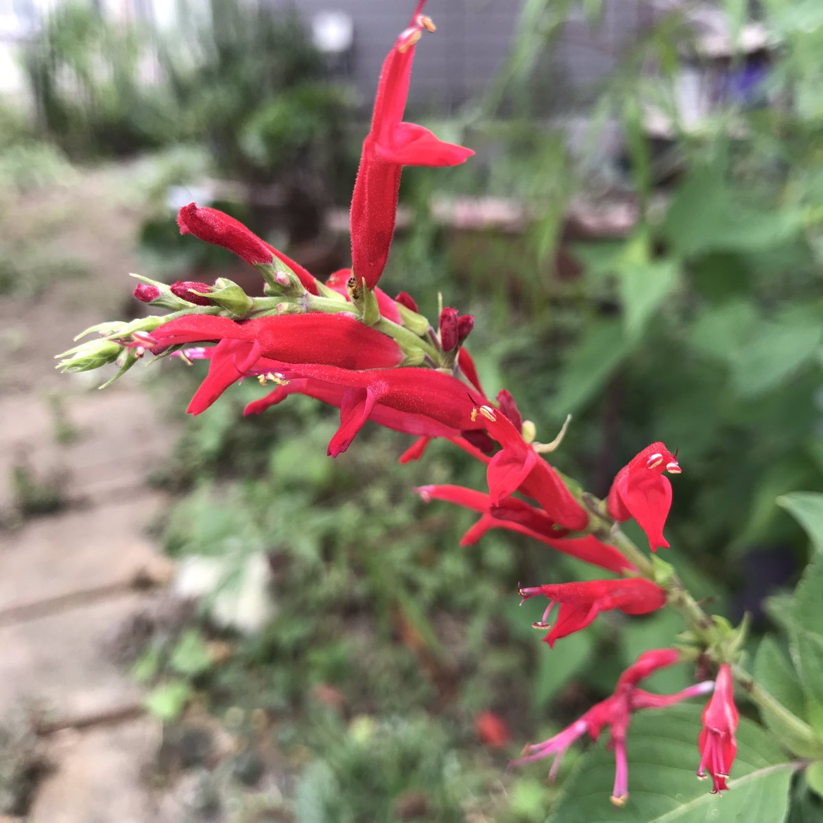 みさち 今年の夏はだいぶ枯らしちゃた セイジの花ばかりですが パイナップルセイジ メドーセイジ アメジストセイジ チェリーセイジ 私の 世界に一つだけの花 Smap みさち 今年の夏はだいぶ枯らしちゃた セイジの花ばかりですが パイナップルセイジ メドーセイジ アメジストセイジ チェリーセイジ 私の 世界に一つだけの花 Smap