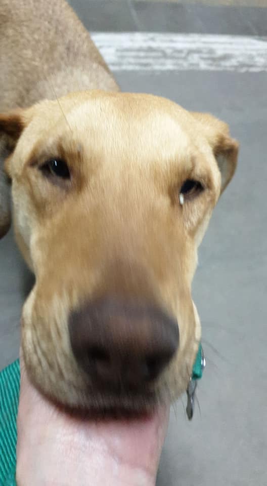 ALEXIANA777's tweet photo. Paula Print  Estacion Turdera.
 X FAVOR QUIEN ME AYUDA CON TRÁNSITO PARA ÉL⁉️ APARECIÓ AYER‼
ES UN CACHORR��N SÚPER DULCE Y MANSO
ESTA MUUUUUUY FLACO Y CREO QUE CON CONJUNTIVITIS EN LA ESTACIÓN TURDERA, ZONA SUR PROV. DE BUENOS AIRES, ARGENTINA
TENGO TRASLADO‼ @soyleomontero https://t.co/gseDqrGblG