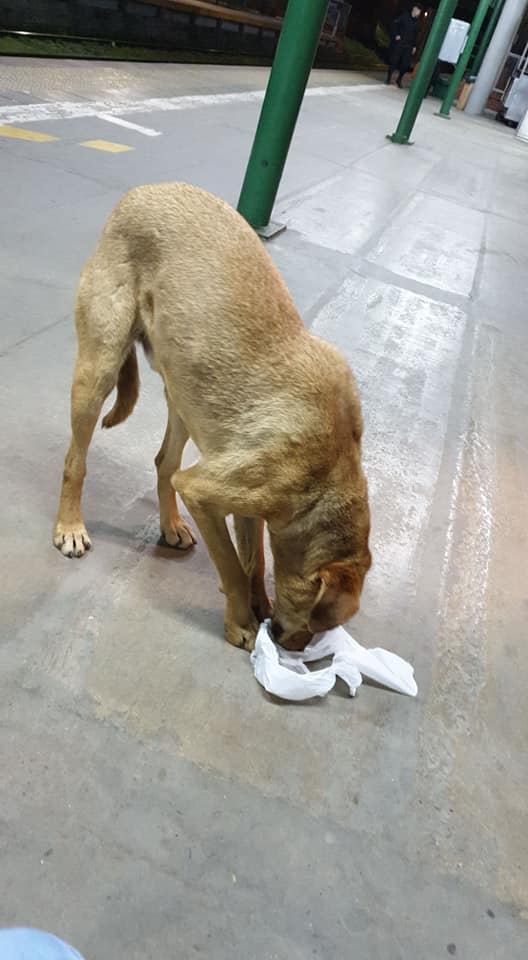 ALEXIANA777's tweet photo. Paula Print  Estacion Turdera.
 X FAVOR QUIEN ME AYUDA CON TRÁNSITO PARA ÉL⁉️ APARECIÓ AYER‼
ES UN CACHORR��N SÚPER DULCE Y MANSO
ESTA MUUUUUUY FLACO Y CREO QUE CON CONJUNTIVITIS EN LA ESTACIÓN TURDERA, ZONA SUR PROV. DE BUENOS AIRES, ARGENTINA
TENGO TRASLADO‼ @soyleomontero https://t.co/gseDqrGblG