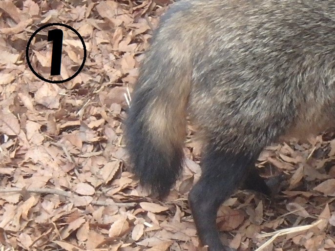 日立市かみね動物園 公式 突然ですが しっぽクイズです この4種類のしっぽどれがどの動物か分かりますか ちなみに4種類のうち3種類は姿も似ているので間違えられることが多いです かみね動物園 しっぽクイズ T Co Gq3fmoaixy Twitter