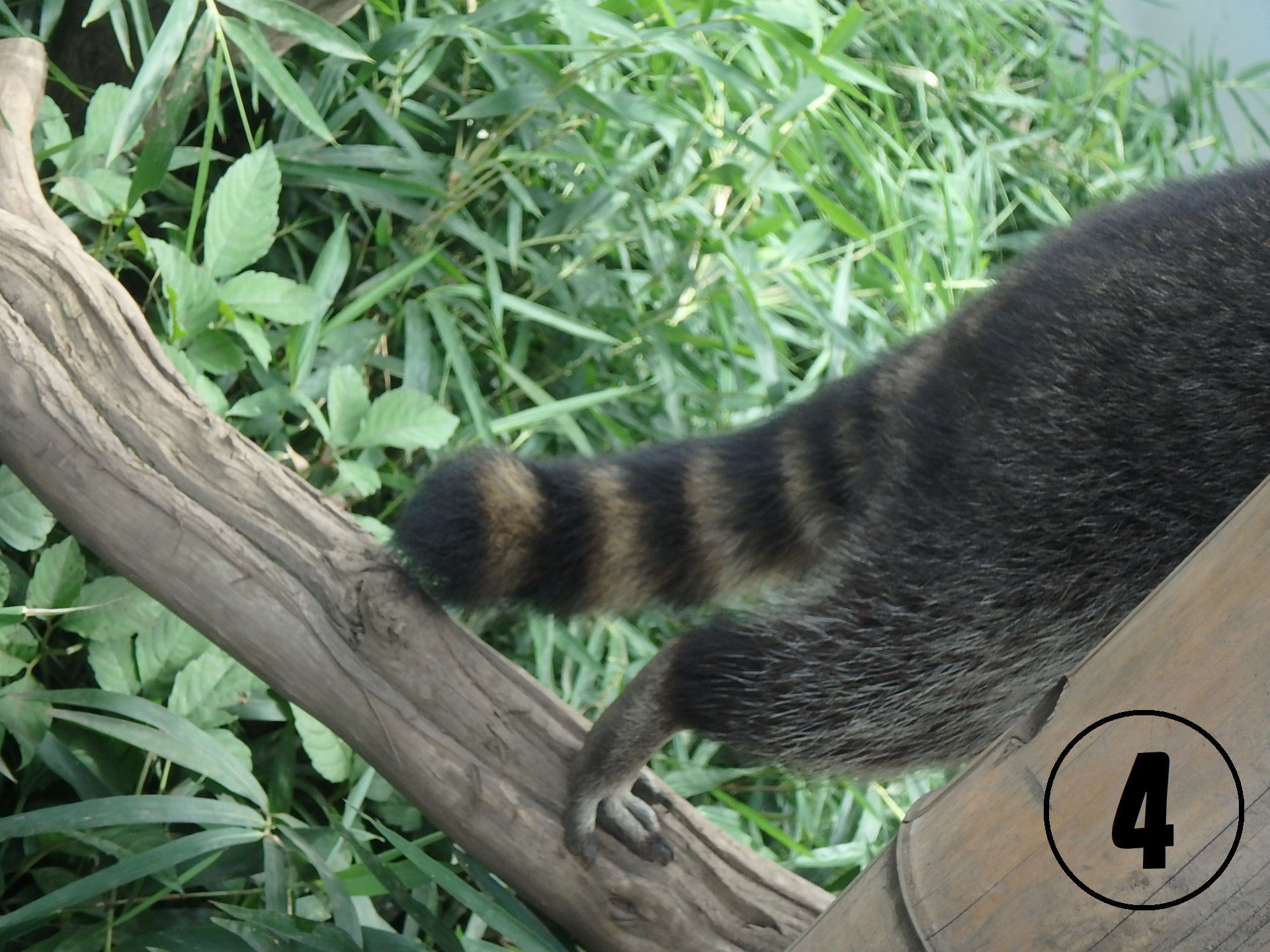 日立市かみね動物園 公式 突然ですが しっぽクイズです この4種類のしっぽどれがどの動物か分かりますか ちなみに4種類のうち3種類は姿も似ているので間違えられることが多いです かみね動物園 しっぽクイズ T Co Gq3fmoaixy Twitter