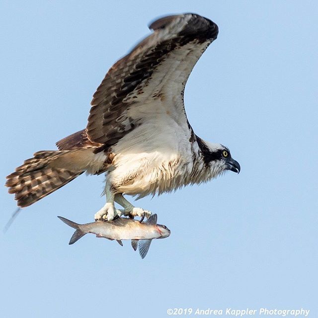 winelover64's tweet photo. An osprey flies off with a fine fish meal clutched in its claws. .
.
.
.
#osprey #birdsofprey #ospreys #ospreysofinstagram #birdsthatfish #andreakapplerphotography #birdphotography #birdphoto #wildlifephotography #birdsofkentucky #naturephotography #natu… https://t.co/YA0wQtUsMR https://t.co/j25QgXQe1u