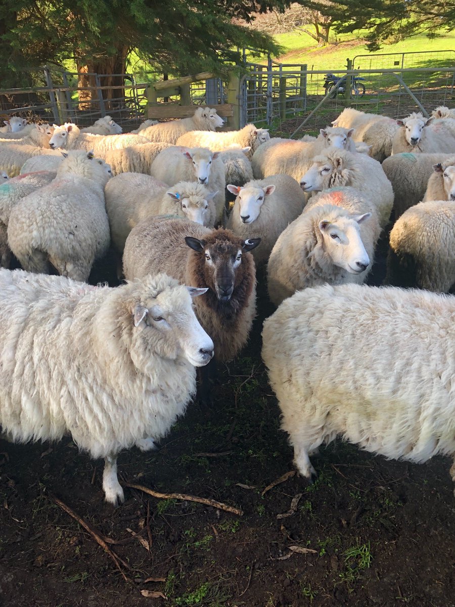 Long day indoors at the office then receiving this picture from the family farm makes me yearn for some farm work