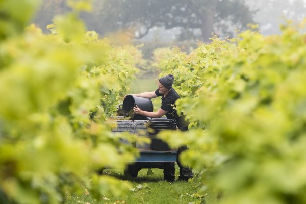 eolaofficial's tweet photo. Go for a #wine tour or #tasting at the #beautiful @Yorkshire_Heart #Vineyard and #Brewery this autumn! With over 17 acres of stunning #views and amazing #vines, this is a popular place to go for couples, families, groups or special #celebrations! #getoutdoors #experience https://t.co/sOQMY9gCmY