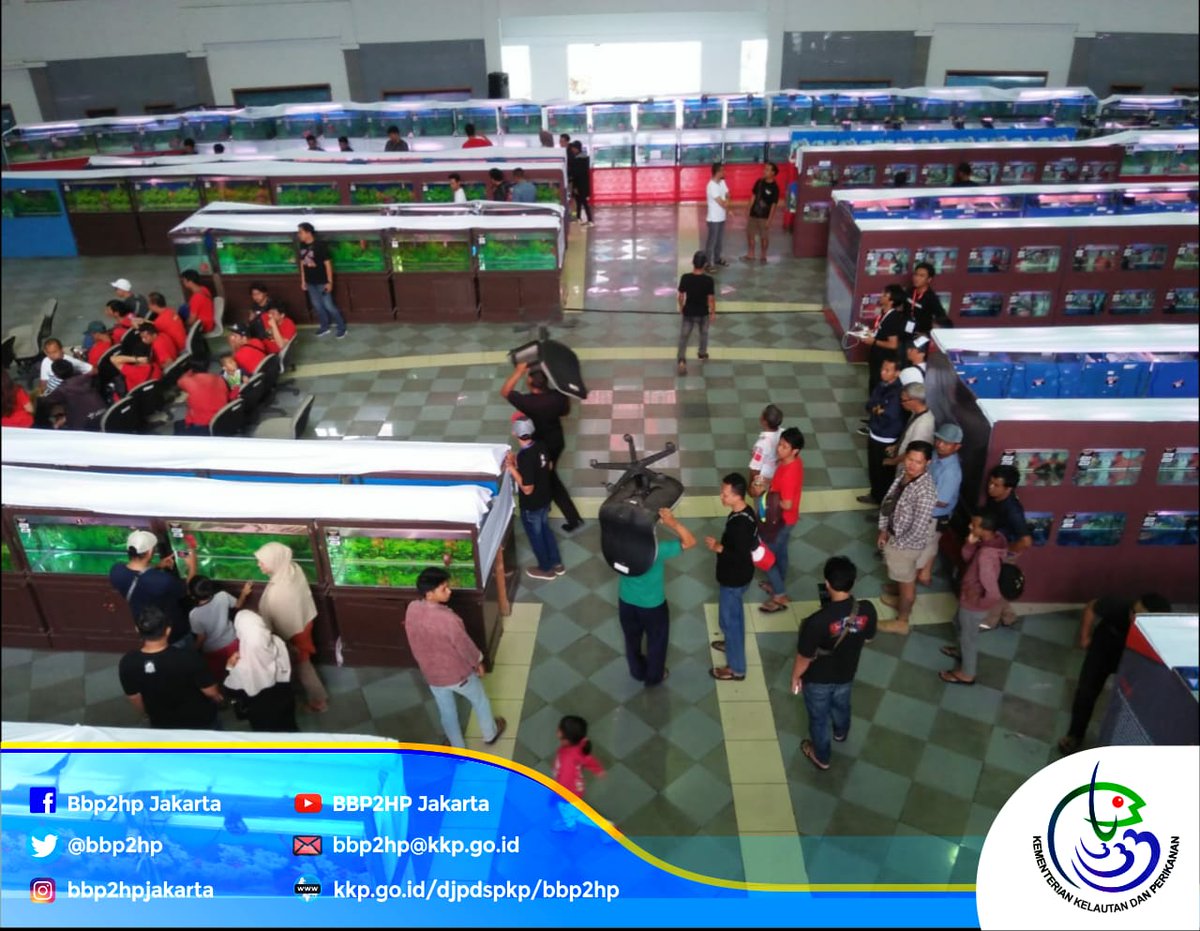 bbp3kp's tweet photo. #sobatbalbes pecinta ikan hias, ini dia Grand Champion dari 418 kontestan asal 15 daerah yang ikut kontes ikan Louhan kerjasama Satker @bbp2hp dan Djoak United Flowerhorn Indonesia (DUFI) pd 13-15 September 2019 lalu di Satker @bbp2hp Cibinong Bogor (15/9). Jambulnya gemesin ya? https://t.co/rYgl077pRS