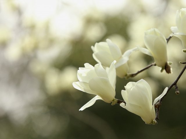 タケル B Zのマグノリアって花の意味なの あの歌詞