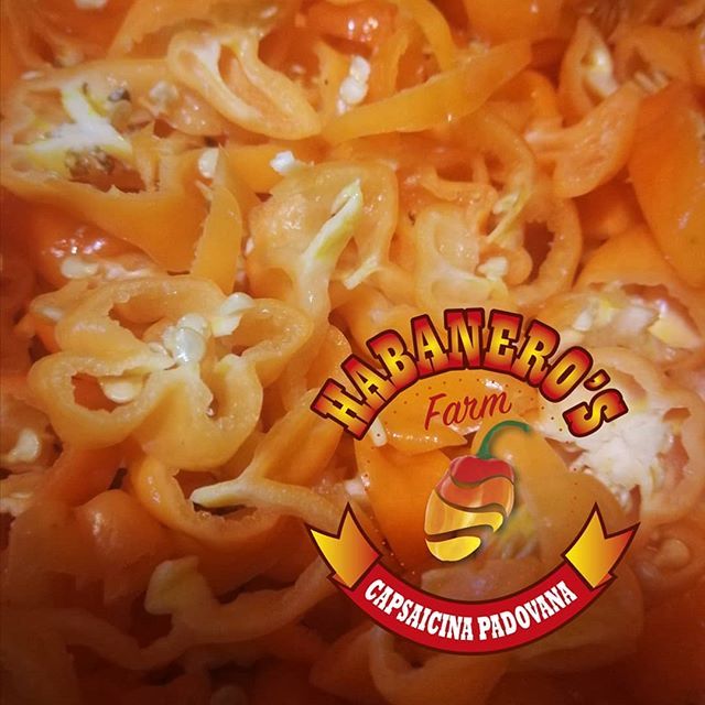FarmHabanero's tweet photo. Habanero Orange pronti per l'essicatore... 🔥🌶️🌱👨‍🌾 https://t.co/jyprOmyhFm #capsaicinapadovana@www.habanerosfarm.it #habanerosfarm #capsaicina #pepperlovers #pepper #habanero #habaneros #hotpepper #superhotpeppers #black #carolinareaper #trinidadmorugas… https://t.co/Gzv9dk40iM https://t.co/PXDcmJarPb