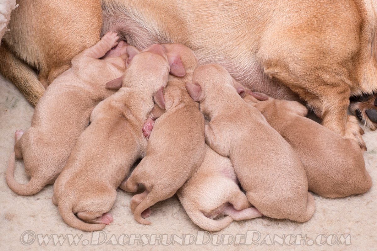 dachshund dude ranch puppies