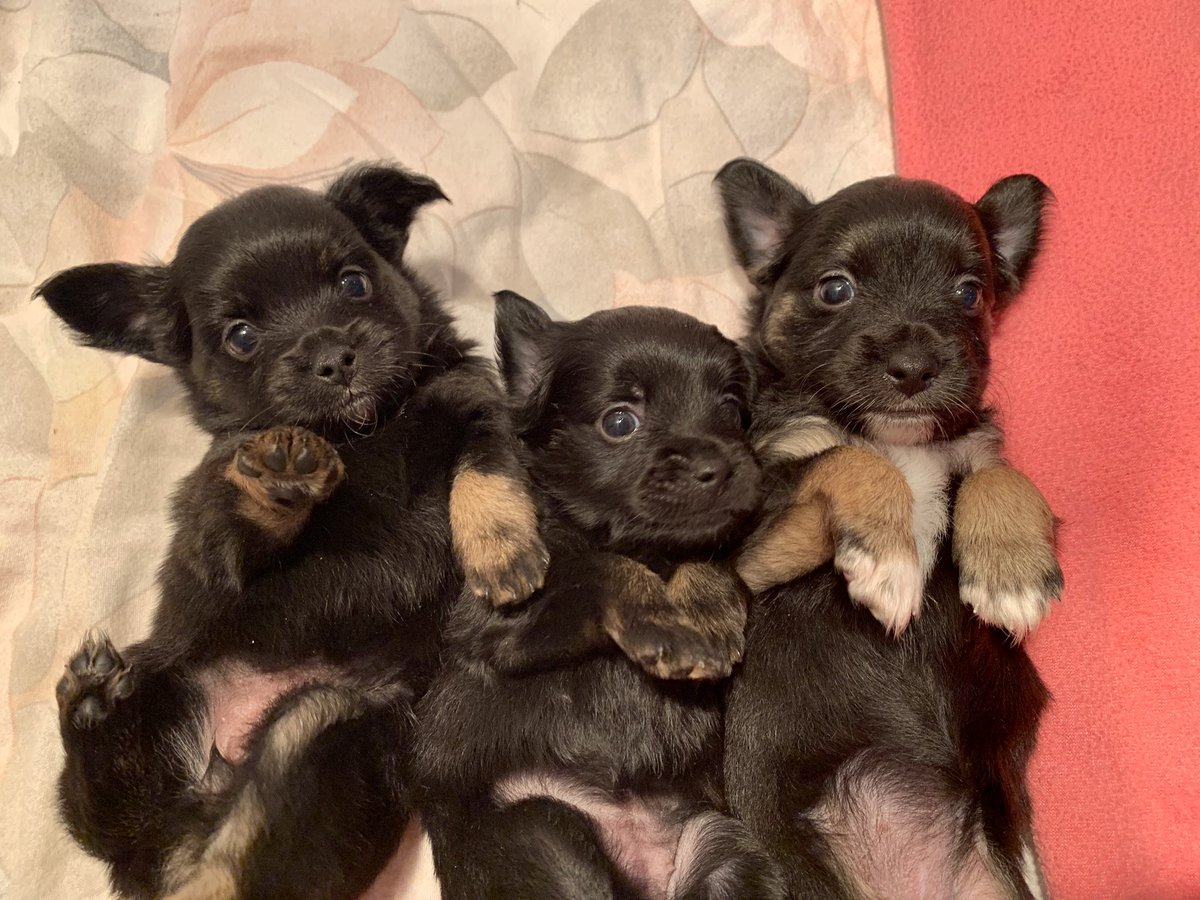 💕💕💕 #rescuepuppies