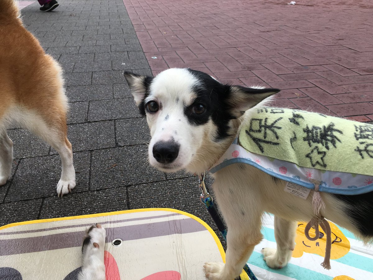 一般社団法人レスキュードアニマルネットワーク 保護犬 保護猫 保護 保護うさぎ 噛み犬 問題犬 高齢犬 殺処分 セラピードッグ Rescuedanimalnetwork レスキュードアニマルネットワーク 犬 横浜 アイドッグ レスキュー隊 多頭飼育崩壊