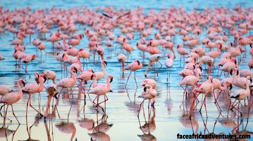 Hamadiningaa's tweet photo. Waking up to the first sounds of birds and go to sleep when the campfire fades โ no alarm clocks needed.
Letโs take you to the real #Africa@
https://t.co/55TuJfaHlg
#faceofafricaadventures #booknowsafaris #Amazingtrip #Africavacation #gosafari #kenya #tanzaniasafari #safari https://t.co/xynzUbF2Uz
