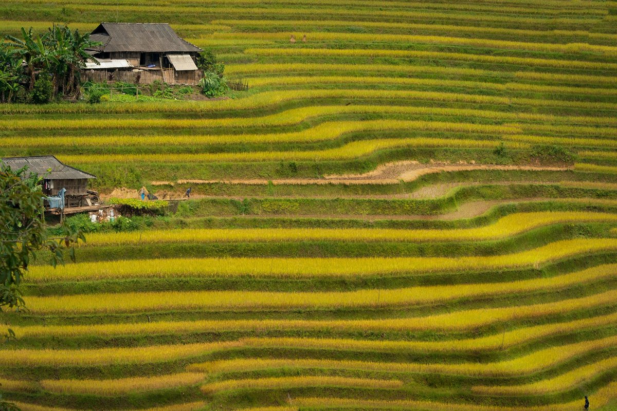 nhatlongtravel's tweet image. Ha Giang, Viet Nam

Golden Season.
See more: bitlylink.com/ACZZo
#hagiangtrip #hagiangtravel #vietnam #amazingvietnam #travelblogger