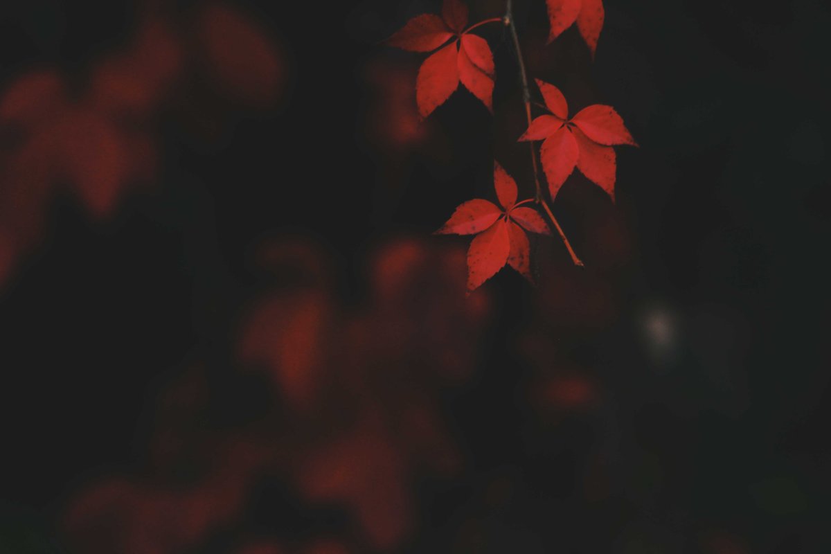 Red Leaf Wallpaper Hd For Mobile