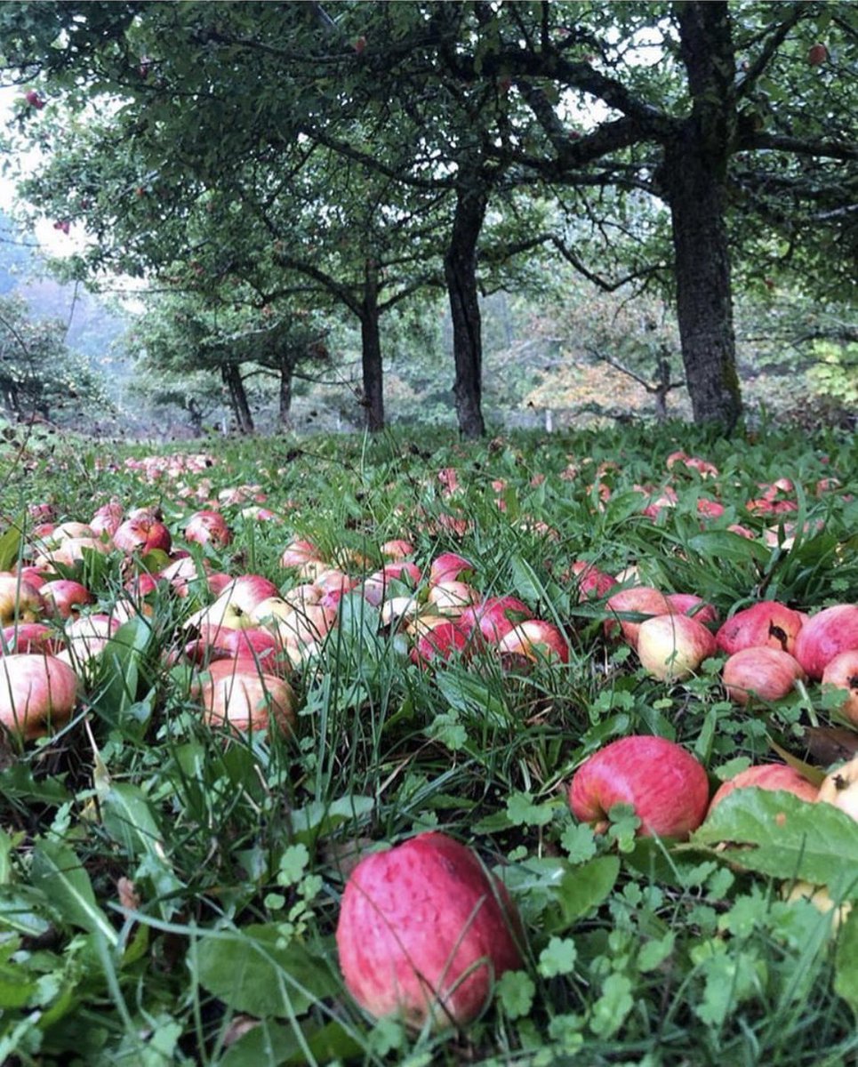 Head to <a href="/merridalecider/">Merridale</a> on Sept 29 for the Cider Harvest Festival! They’ll be bringing together over 15 craft cideries from across BC for an afternoon tasting event at their orchard. 🍎 

Learn more &amp; get tickets: merridale.ca/events/2019-ci…

#ExploreCowichan
📸: uvp_leasing / IG