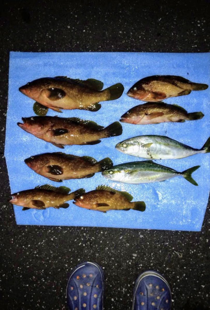 𒀱𐍂 𐌹 𐌺 𐌹 𒀱 𝙽𝙸𝙺𝙺𝙾 𝚂𝚄𝚂𝙷𝙸 𝙷𝙸𝙳𝙴 今朝 富山湾で釣りたての 高級魚 アコウ の差し入れ届きましたぁ 血抜きも完璧 関東ではキジハタともいいますね 関西では有名な魚です 焼き霜にして頂きました めちゃくちゃ美味い