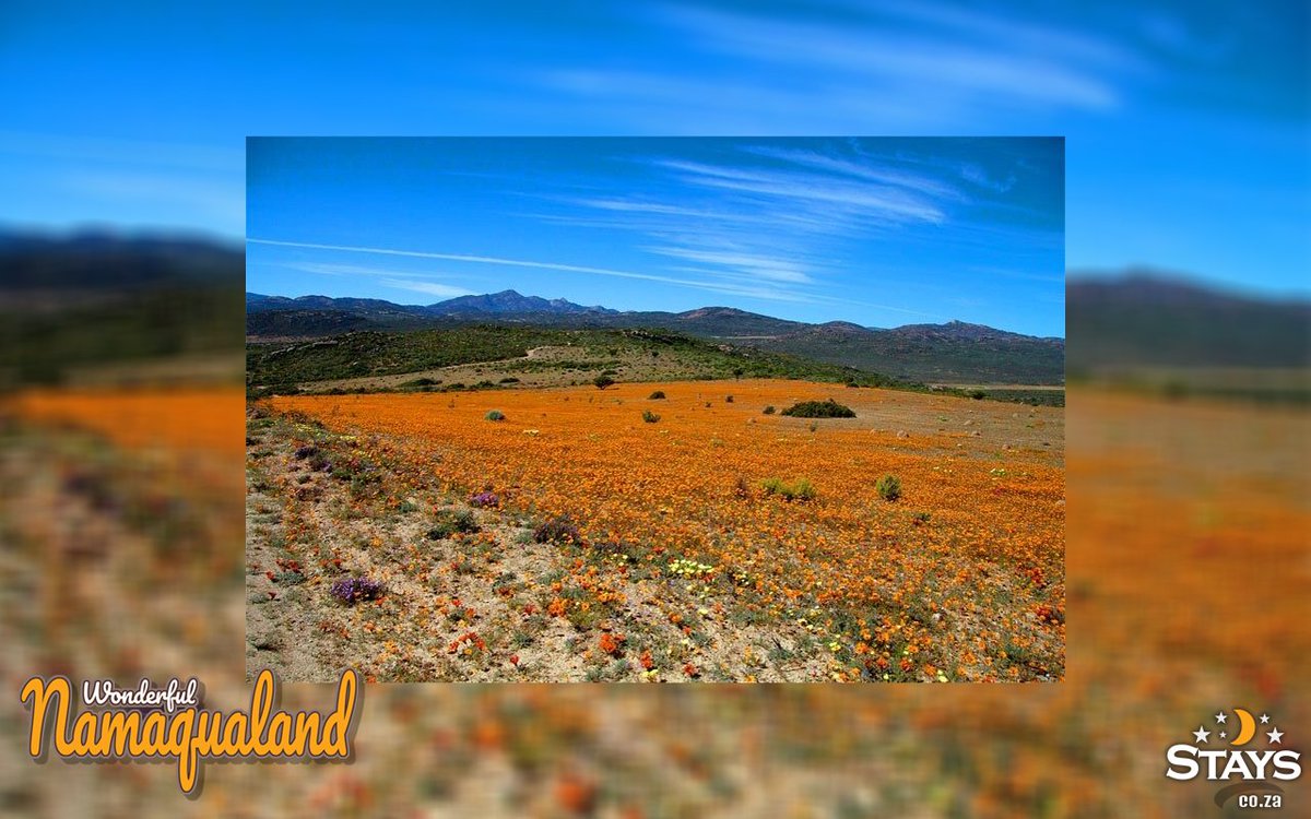 StaysCollection's tweet image. The Skilpad Wild Flower Reserve has recently been incorporated into the Namaqua National Park. Situated about 25 kilometres from Kamieskroon. 
namaqualandstays.co.za
#stays #Staysselect #localvenues #travelsouthafrica #Southafrica #holiday #SkilpadWildFlowerReserve #Kamieskroon