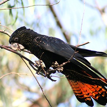 белохвостый траурный какаду. попугай какаду траурный. черный какаду бэнкса. траурный какаду. траурный какаду.