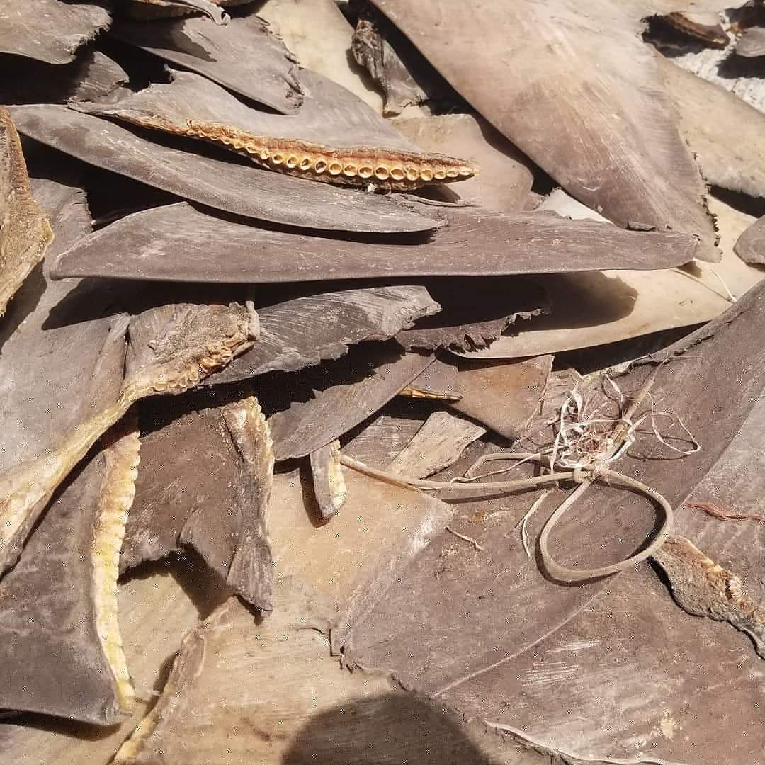 oceansasia1's tweet photo. This small pile of #SharkFins #魚翅 drying on the streets today in #HongKong equates to 202 dead #sharks (not including the cartilage off cuts and small fins)🦈
#extinctionisforever #fishcrime #globalsharkcrisis #4Treasures
#HKIG #香港 #ExtinctionTrade https://t.co/FHTSuhFVkY