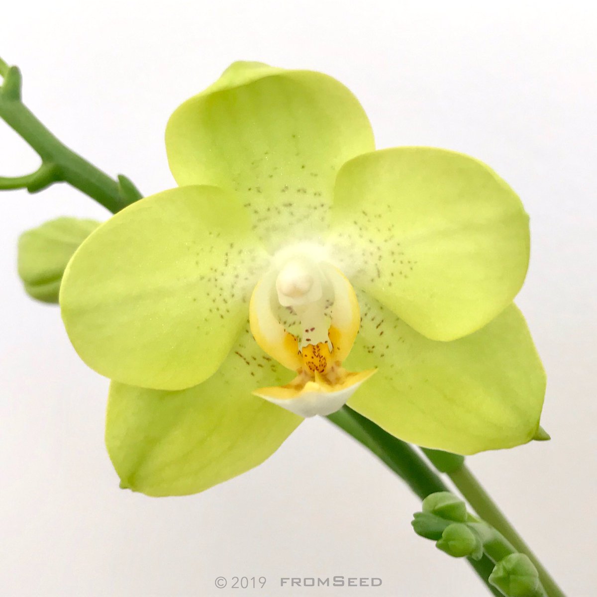 fromSeed's tweet photo. #BloomingToday
#本日開花

Phalaenopsis Sogo Lemon Sunny

#orchid #flower #phalaenopsis #sogo_lemon_sunny #phalaenopsis_sogo_lemon_sunny #orchidflower #orchidinbloom #orchidshare #fromseed https://t.co/en61rIB69T