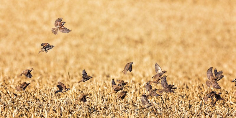 zool_res's tweet photo. Controversial insecticides shown to threaten survival of wild birds:#research shows how the worlds most widely used insecticides partly responsible for dramatic declines in farmland bird #populations, effects that could severely harm the birds chances of surviving and reproducing https://t.co/ncwPYqsKgI