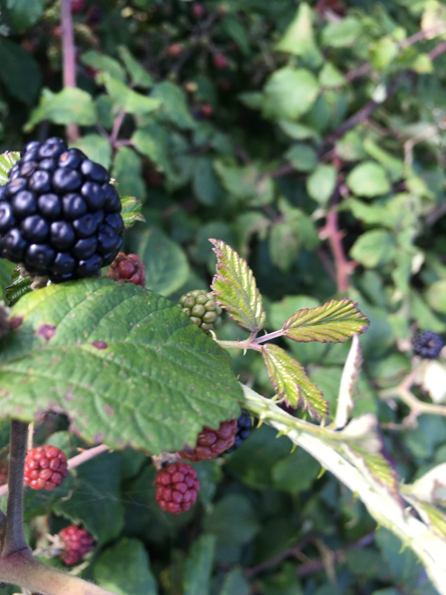 Wincantonchiro's tweet photo. Have you had #blackberries yet this year? https://t.co/tkLh77DVy0