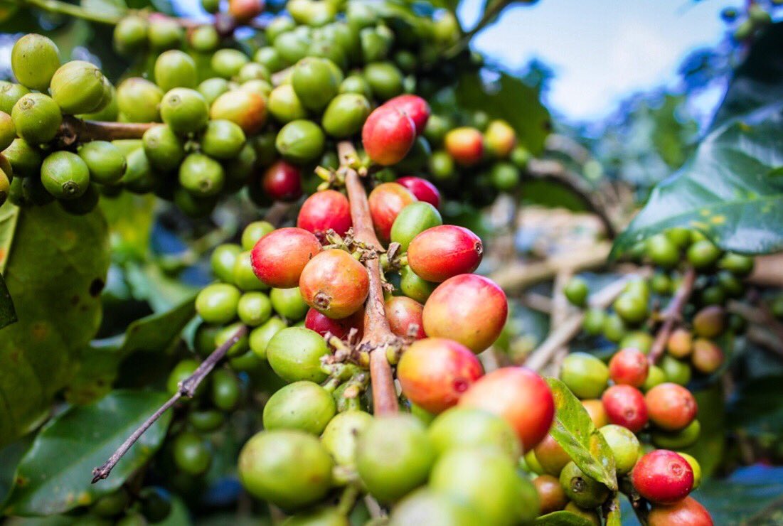 senderocoffee's tweet photo. #organic #coffee from Peru. #specialtycoffee #singleorigin #thirdwavecoffee #coffeedrinker #coffeelovers #coffeeaddict #coffeelife #coffeetime #coffee #kaffee #roaster #roasters #specialtyroaster #roastery #roasting #cafe #coffeeshop #barista #coffeebreak #espresso https://t.co/cls2ndPise