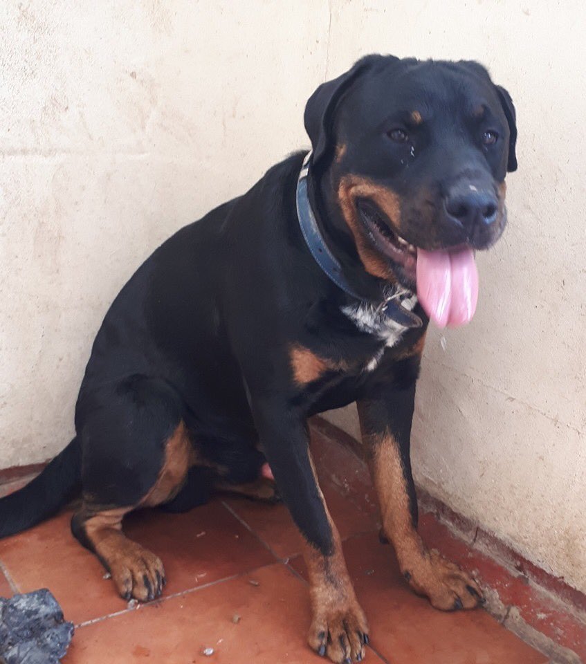 The Deaf Dog Network tweet media