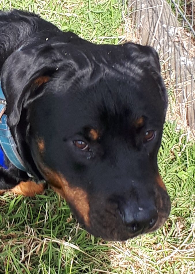 The Deaf Dog Network tweet media