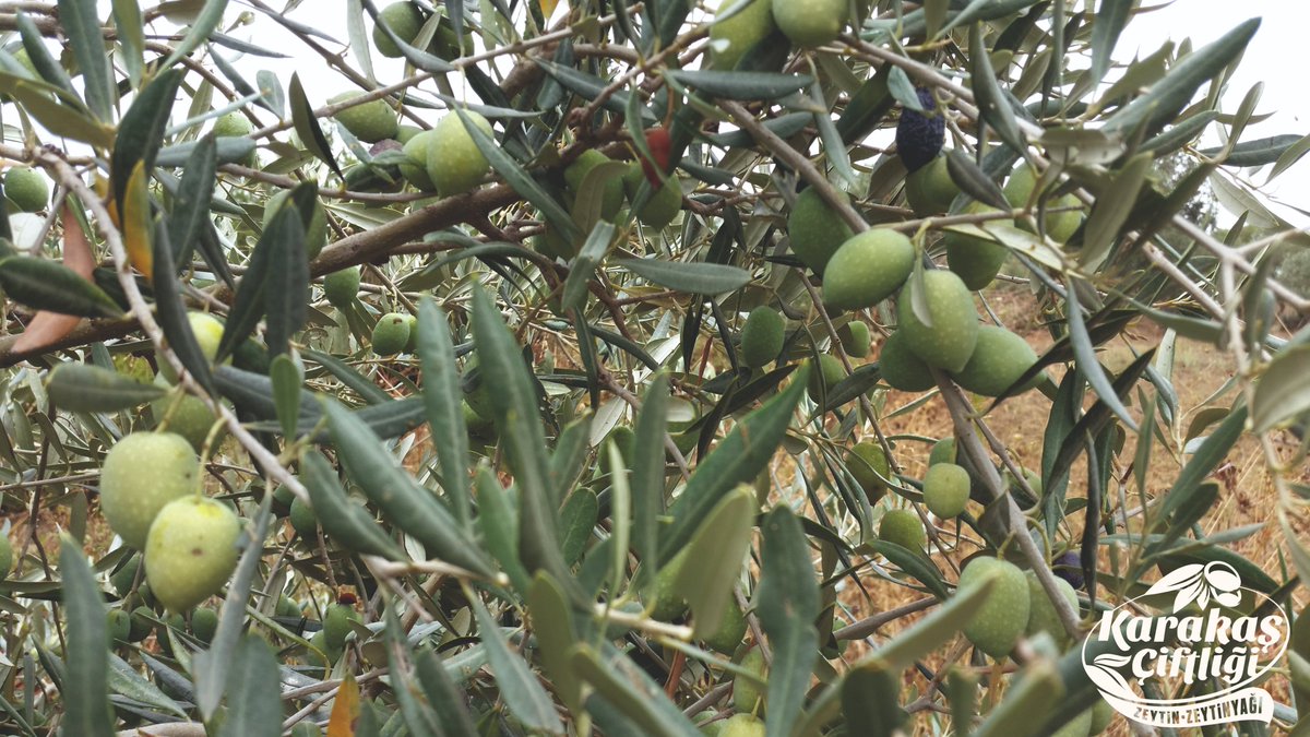 haliszeytinyagi's tweet photo. #zeytinyagi #zeytinyağı #naturelsızma #naturelsızmazeytinyağı #naturelbirinci #zeytinyağısabunu #naturelzeytin #sağlıklıbeslenme #sağlıklıyaşam #dalindakikadardogal #söke https://t.co/YEpcx3H96O